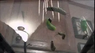 Monarch Chrysalis