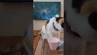 My cat ruined my water when I was enjoying some totk time lol