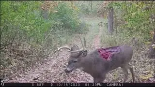 Oyó en la espalda venado.