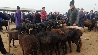 QUZILARNI ZURLARI CHIQDI QARSHI KARVON MOL BOZORIDA 21.11.2023