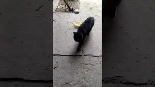 Принцесса Ева пришла отобедать, а посуда пустая.