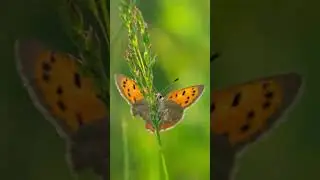 Makrofotografie auf der Wiese Makroserie Part 2.