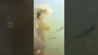 Как плавают рыбы ? 