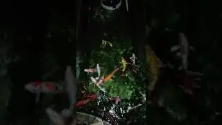 Panen ikan koi import