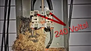 Mouse nest almost caught fire!