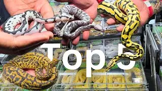 The Best Ball Pythons In The USA