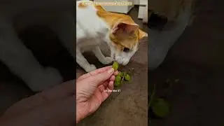 Funny cats tasting grapes 😺🍇 