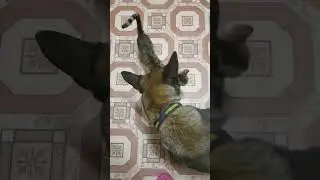 Наша парочка😁 малинуа и кошки😉 кто говорил, что они несовместимы😊🙏