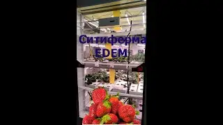 Тех обзор  СИТИФЕРМЫ 