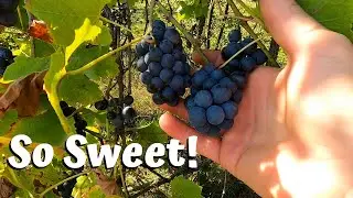 Enjoying Some Grapes
