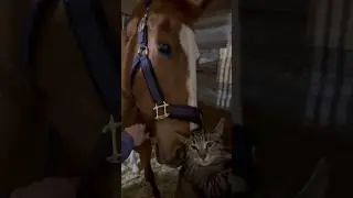 Познакомились:) #horses #лошади #лошадь