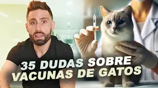 35 DUDAS sobre las VACUNAS EN GATOS | Preguntas y Respuestas de un Veterinario