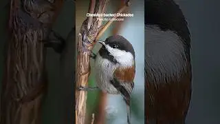 Chestnut-backed Chickadee bird sounds #birds