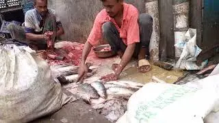 12 Kg Rui & Pangas Fish Cutting!