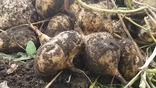Hechos del Agro - Cosecha de jicama
