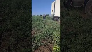 телеграм kambulatof