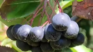 Осень на Кубани