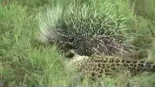 Leopard battles with Porcupine at Kruger National Park