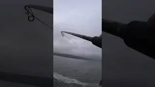 Где и когда ловить УСАТОГО! СОМ НА СПИННИНГ.