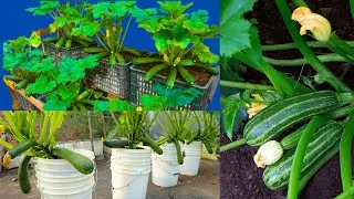 How to grow squash in containers | Summer squash growing time lapse | New gardening ideas