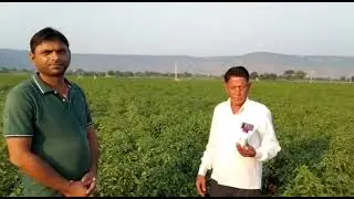 Voliam Targo  Insecticide Syngenta india No.1chili | voliam targo use hindi | voliam targo syngenta