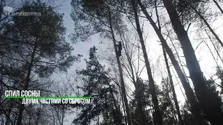 Методы спила деревьев