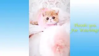 Cute Pets And Funny Animals Compilation 16  Pets Garden