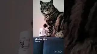 Пейте чай без сахара ! #cat #diy #catfunny #смешныеживотные #pets #чай #мотик