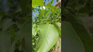 Çanakkale 6. Yıl Başlıyor