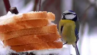 The beak rejoices at a large piece. Feed the birds in winter.