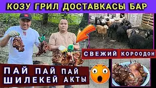 Срочно Москвадагылар 🇰🇬 Козу Грил сезону башталды муну баары көрсүн