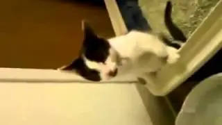 Котейка писает, как настоящий мужик