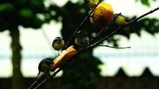 Observação de pássaros silvestres, birds, birdwatching, Ubatuba, SP, Brazil, Marcelo Ambrogi