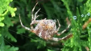 Fat (possibly pregnant) Spider Making Web
