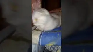 🐱🐱🐱