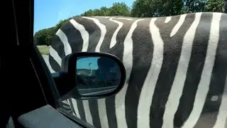 Zebra White With Black Stripes