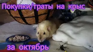 Покупки/траты на крыс за октябрь #моилюбимки #листиккексикмишутка #твимз #rats #животные #крысы