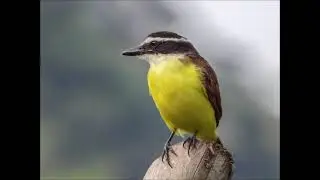 BIRDS OF COLOMBIA