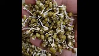 Moong bean(mung) sprouts are rich in important vitamins, minerals, protein and fiber..healthy salad.