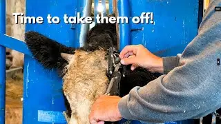 Taking off horns that I missed months ago!