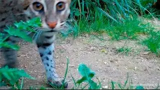 fishing cat Vs camera