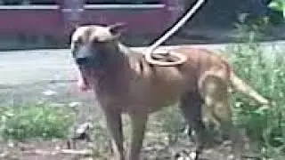 Boy