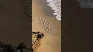 Such a cute scene Who will you share it with in the first time# Healing scenery...🥰 #viral #short