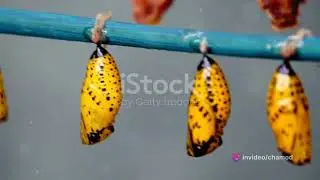 The Metamorphosis Journey: Life of a Butterfly