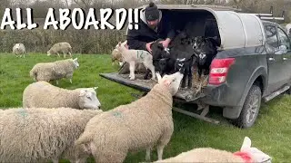 MOVING LITTLE LAMBS TO THE NEXT FIELD!!