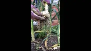 Holy Moly Garlic 2016