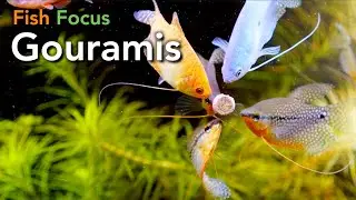 Fish Focus - Gouramis