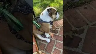 TORNADO SIREN VS BULLDOG
