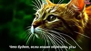 Что будет, если кошке обрезать усы