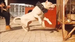 HUGE AND POWERFUL DOGO ARGENTINO WORKING FROM CHINA